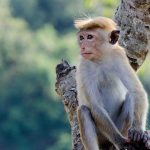 Lions rock sigiriya