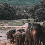 Lions rock sigiriya