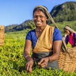 Tamil women plucking tea leaves near Nuwara Eliya, Sri Lanka ( Ceylon ). Sri Lanka is the world's fourth largest producer of tea and the industry is one of the country's main sources of foreign exchange and a significant source of income for laborers.http://bhphoto.pl/IS/tea_plantations_380.jpg